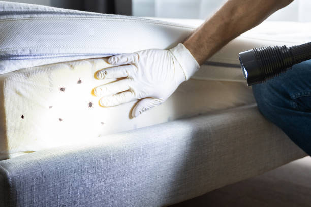 Best Flea Control Services  in Brandywine Bay, NC