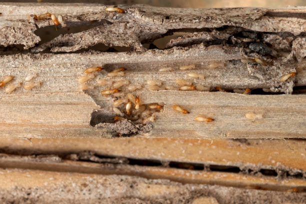 Best Pest Inspection Near Me  in Brandywine Bay, NC