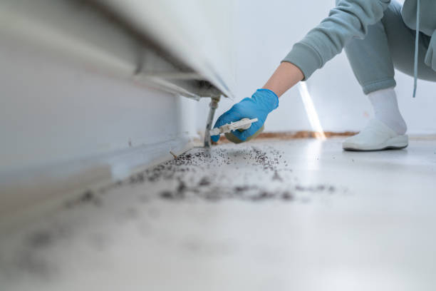 Best Mosquito Control Services  in Brandywine Bay, NC